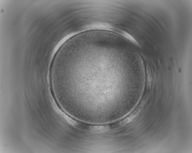 X0000066971339200603271158