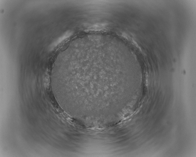 X0000066971350200603271157