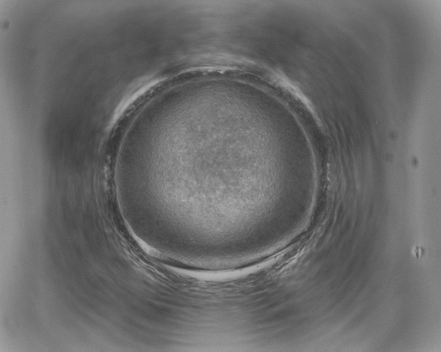 X0000066971352200603271157