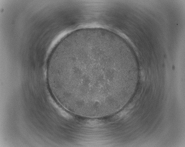 X0000066971416200603271156