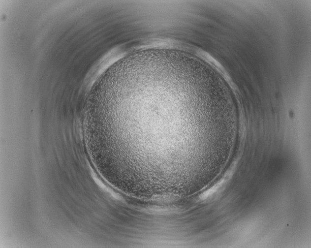 X0000066971433200603271157