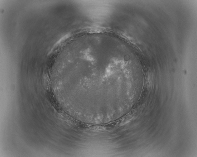 X0000066971446200603271156