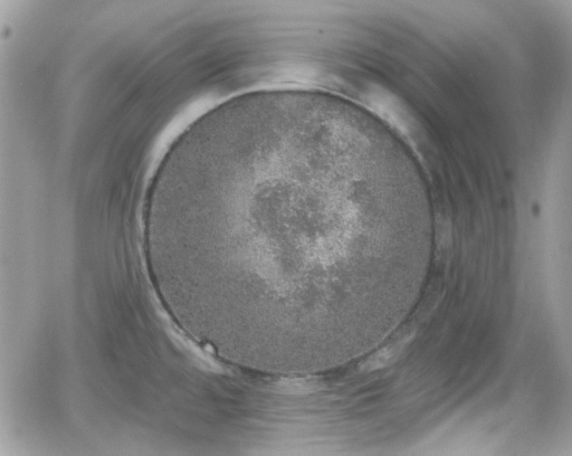 X0000066971480200603271155