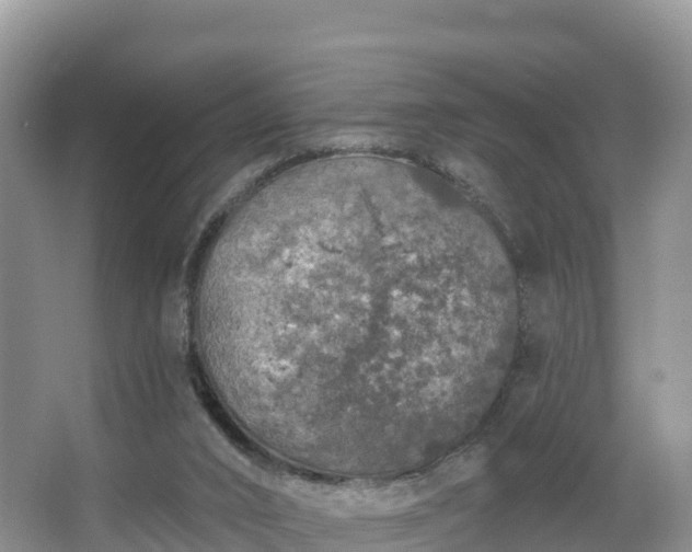 X0000066970016200603311501