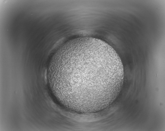 X0000066970024200603311501