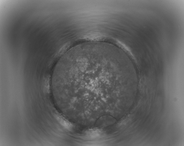 X0000066970065200603311500