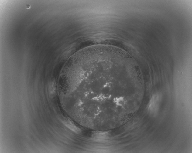 X0000066970081200603311500