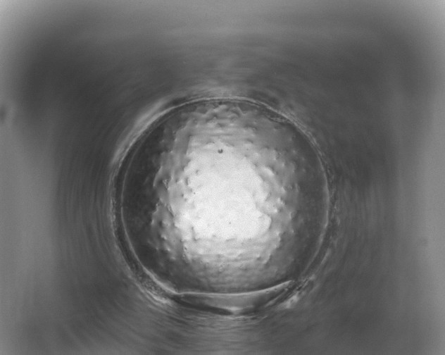 X0000066970103200603311459