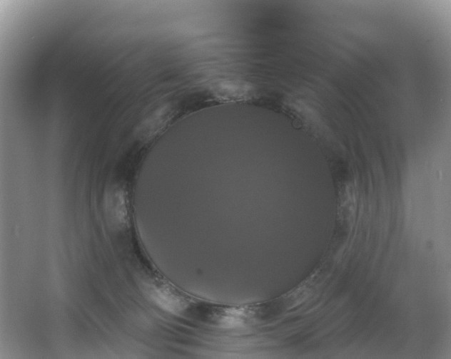 X0000066970130200603311459