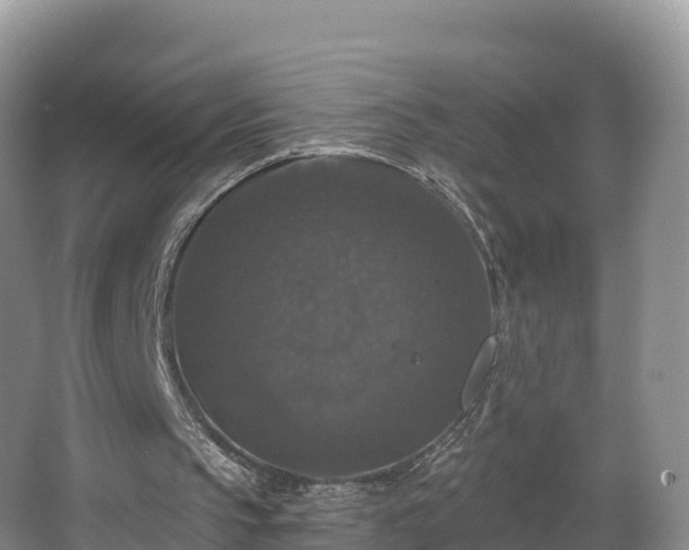 X0000066970145200603311458