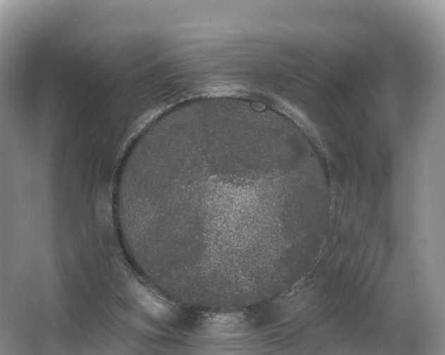 X0000066970155200603311458