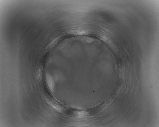 X0000066970165200603311458