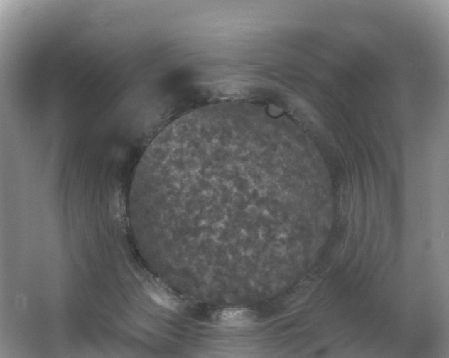 X0000066970173200603311458