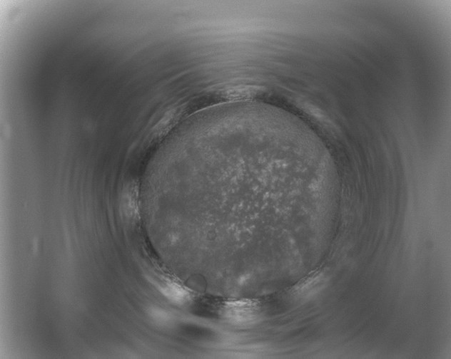 X0000066970240200603311457