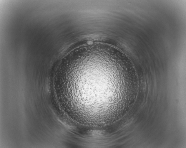 X0000066970255200603311456