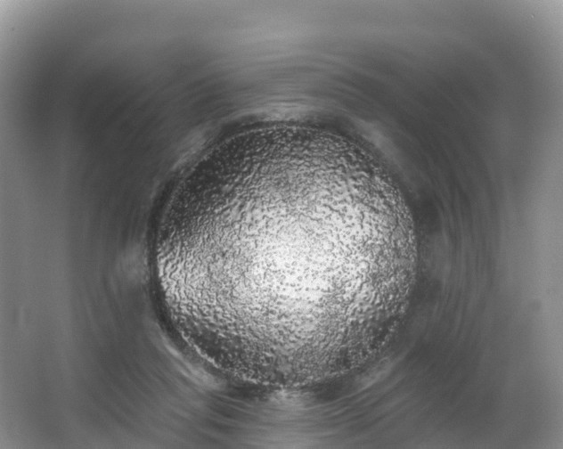 X0000066970261200603311456