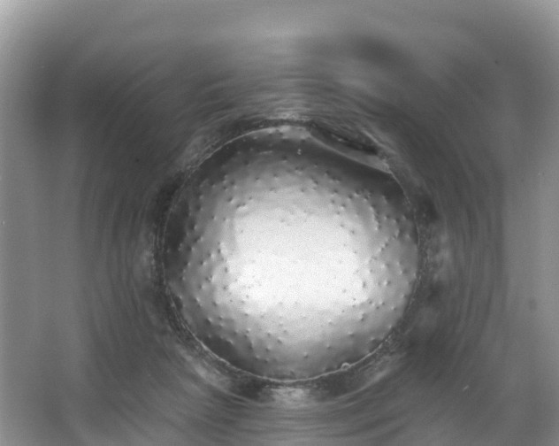 X0000066970265200603311457