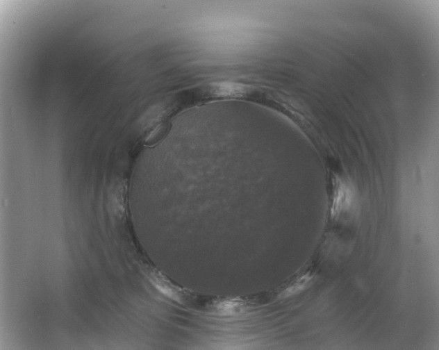 X0000066970325200603311456