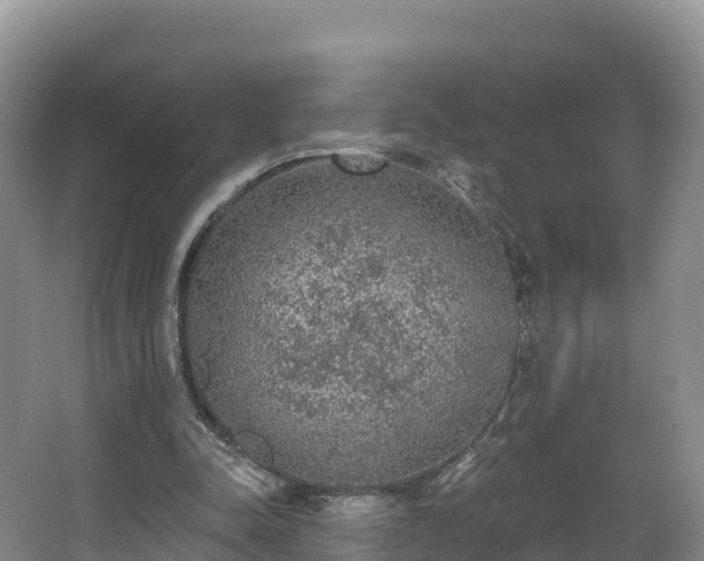 X0000066970342200603311455