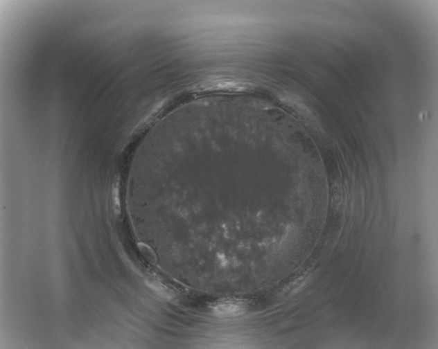 X0000066970358200603311455