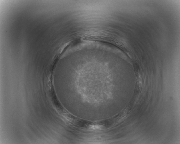 X0000066970360200603311455