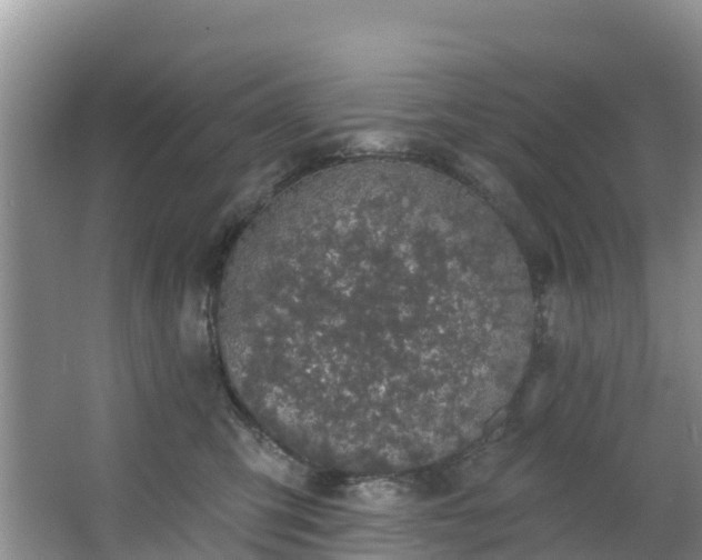 X0000066970423200603311454