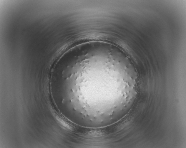 X0000066970445200603311453