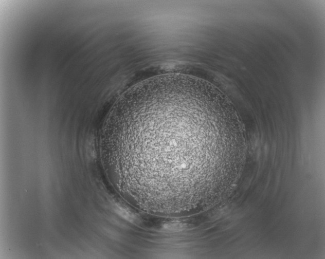 X0000066970470200603311454