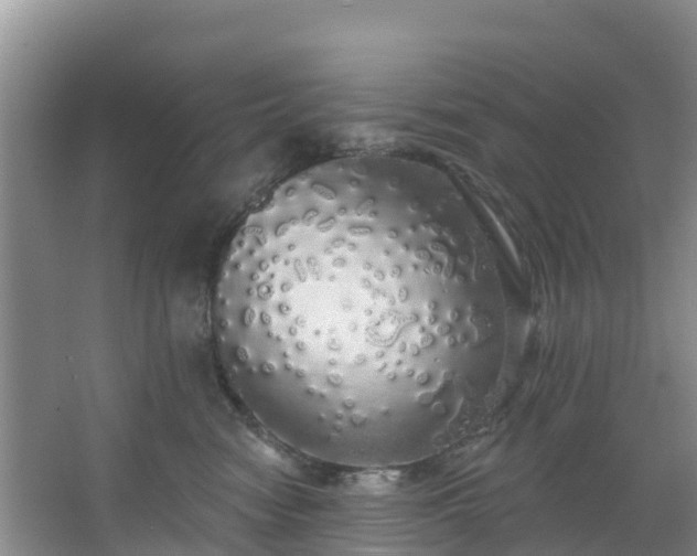 X0000066970474200603311454