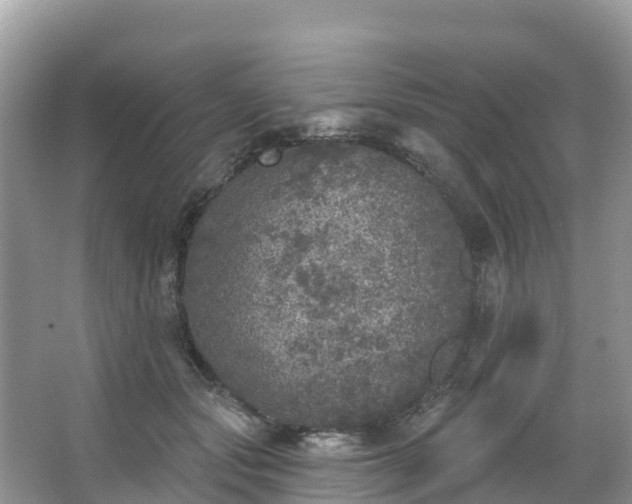 X0000066970557200603311452