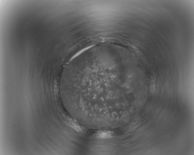 X0000066970569200603311452