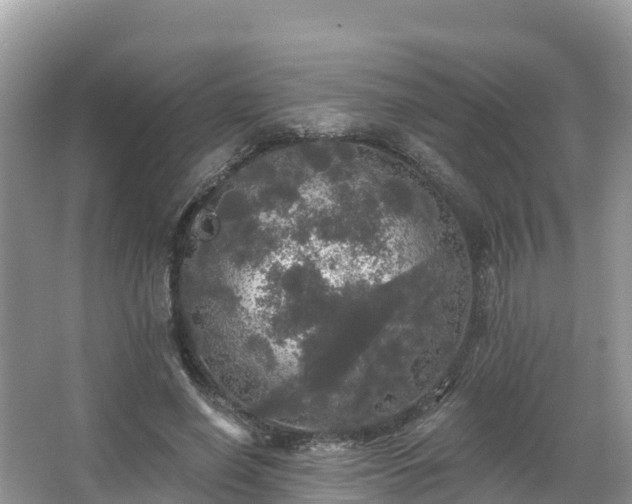 X0000066970638200603311450