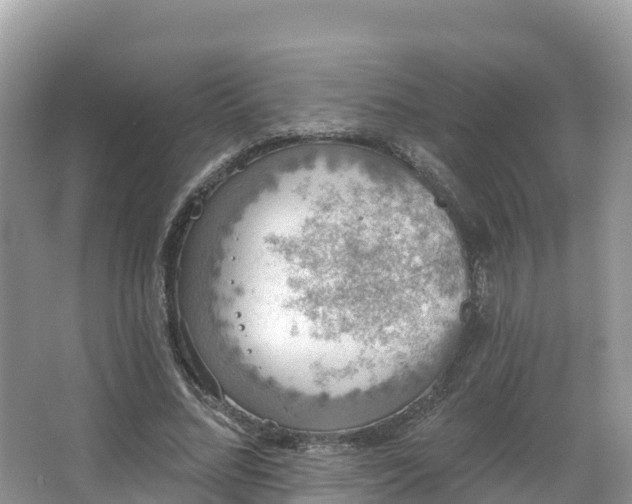 X0000066970684200603311449