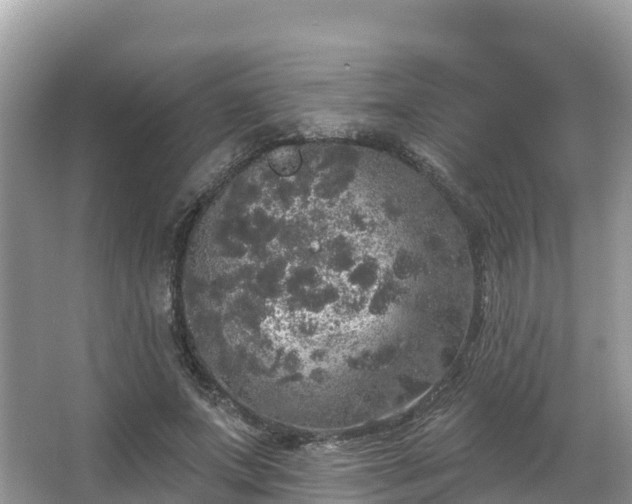 X0000066970687200603311449