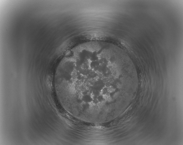 X0000066970695200603311449