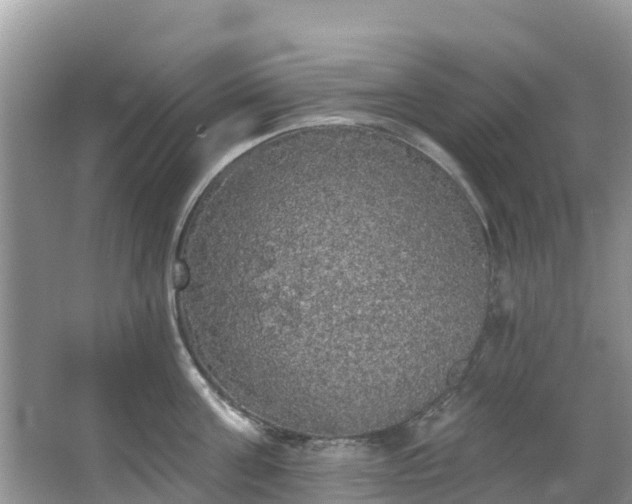 X0000066970811200603311447