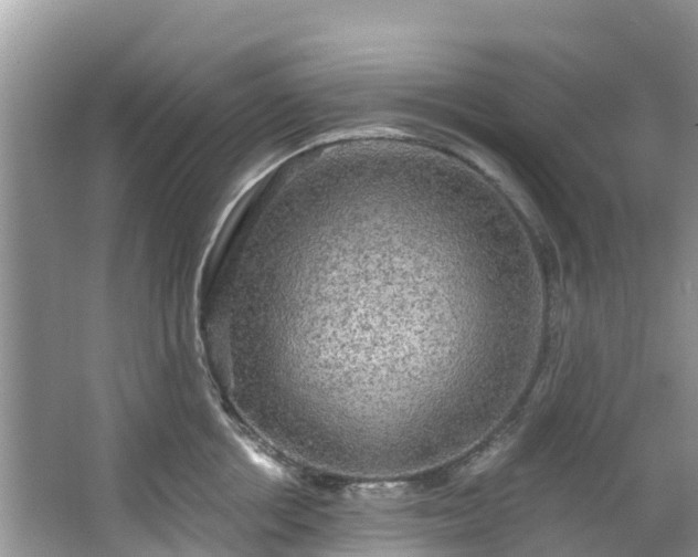 X0000066970858200603311447