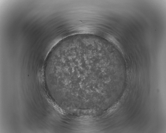 X0000066970875200603311446