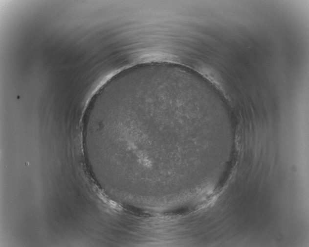 X0000066970877200603311446