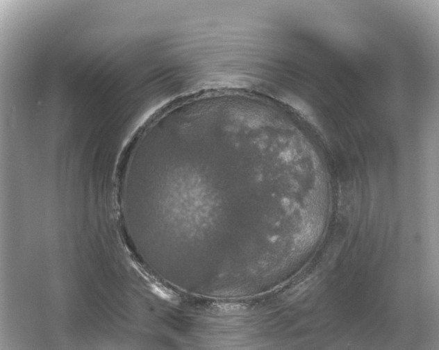 X0000066970878200603311446