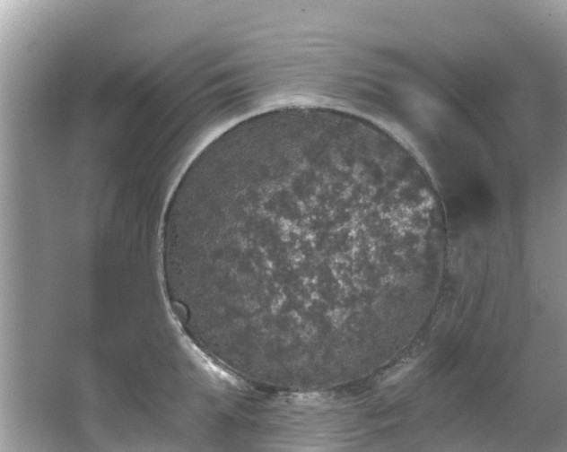 X0000066970903200603311446