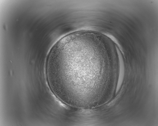 X0000066970910200603311446