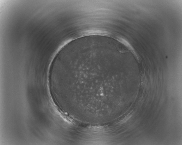 X0000066971043200603311444