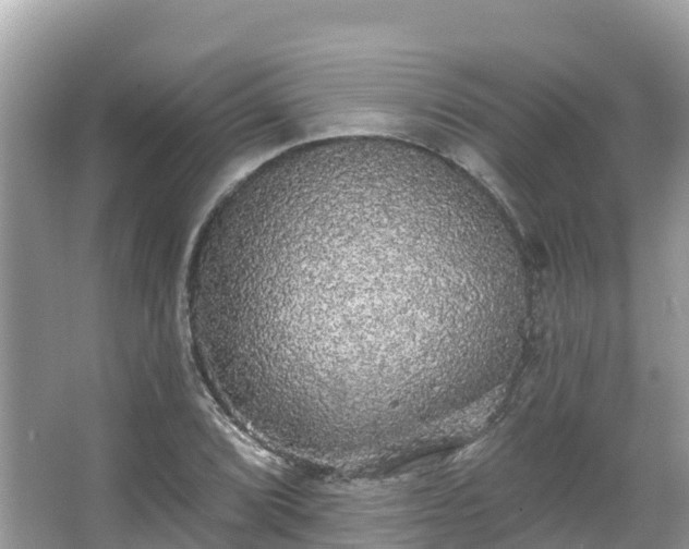 X0000066971072200603311443