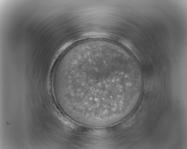 X0000066971074200603311443