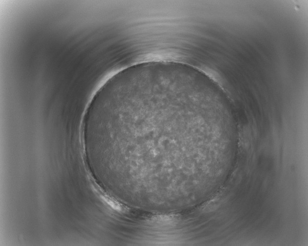 X0000066971078200603311443