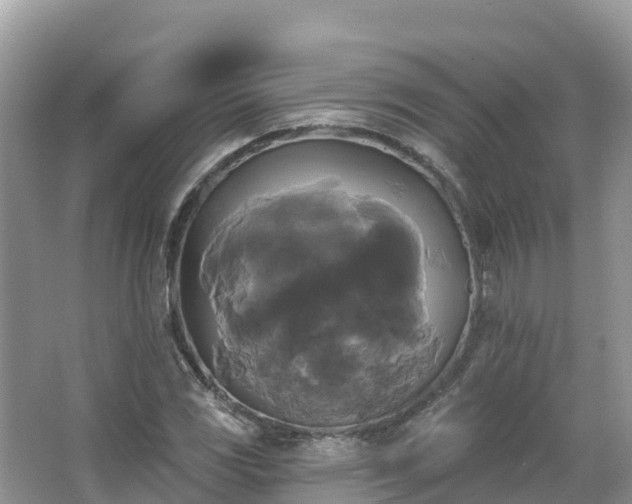 X0000066971117200603311442