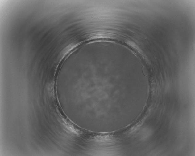 X0000066971121200603311442