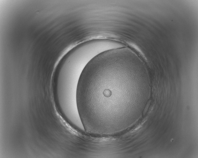 X0000066971122200603311442