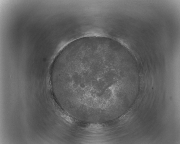 X0000066971215200603311440